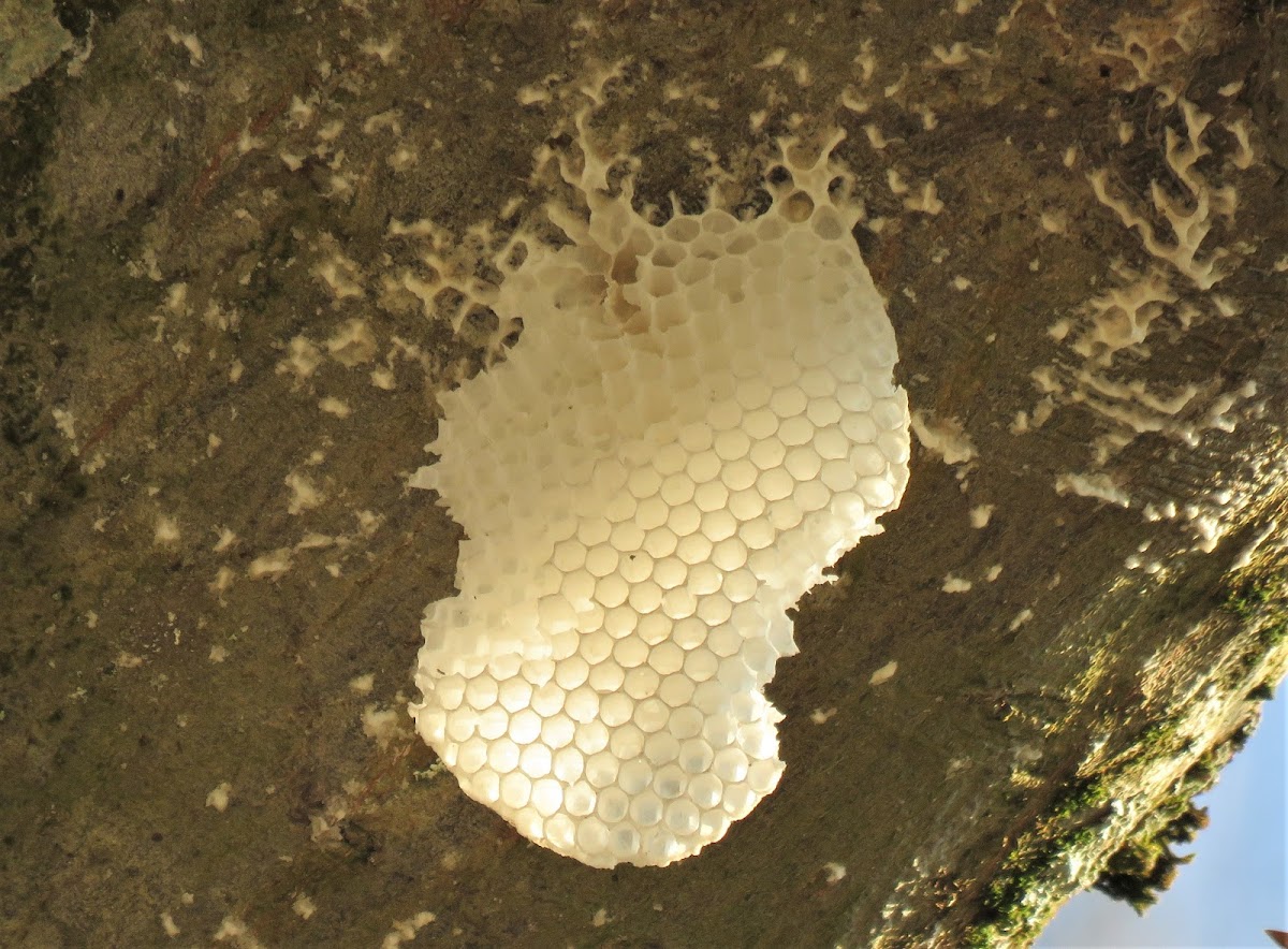 Domestic Bee - Honeycombs