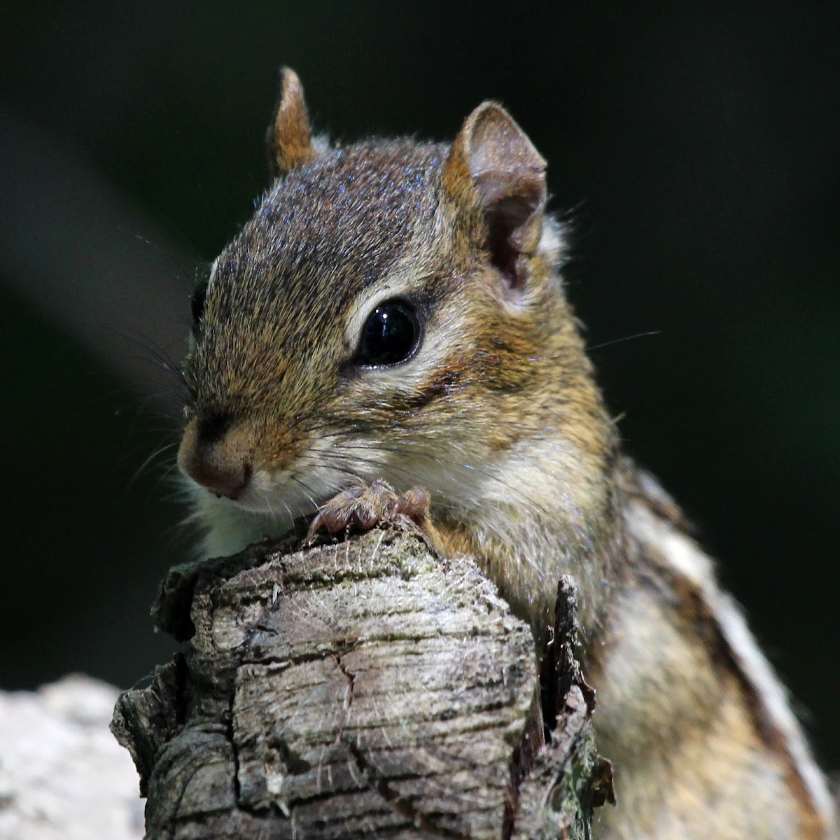 Eastern Chipmunk