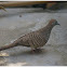 Zebra Dove