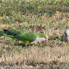 Monk Parakeet; Cata Aliazul