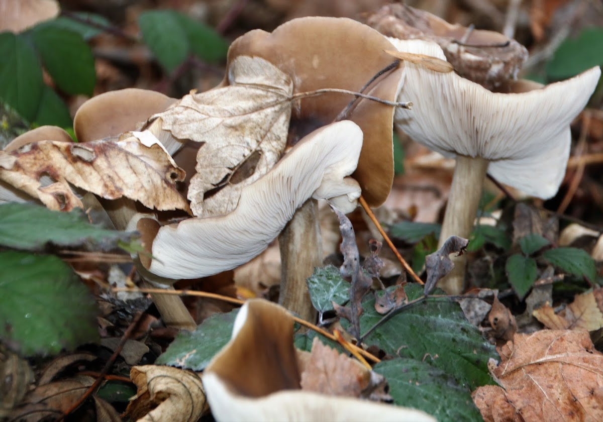 Clitocybe sp