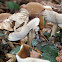 Clitocybe sp