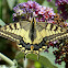 Old World Swallowtail