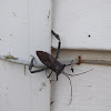 Giant Leaf-footed Bug