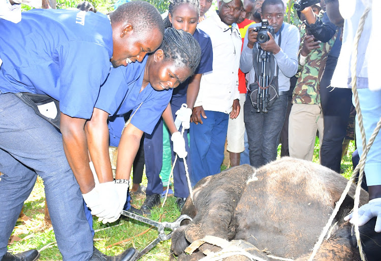 Veterinary officers carry out a castration process at Canaan Market in Nyamaiya ward Nyamira County on Wednesday.