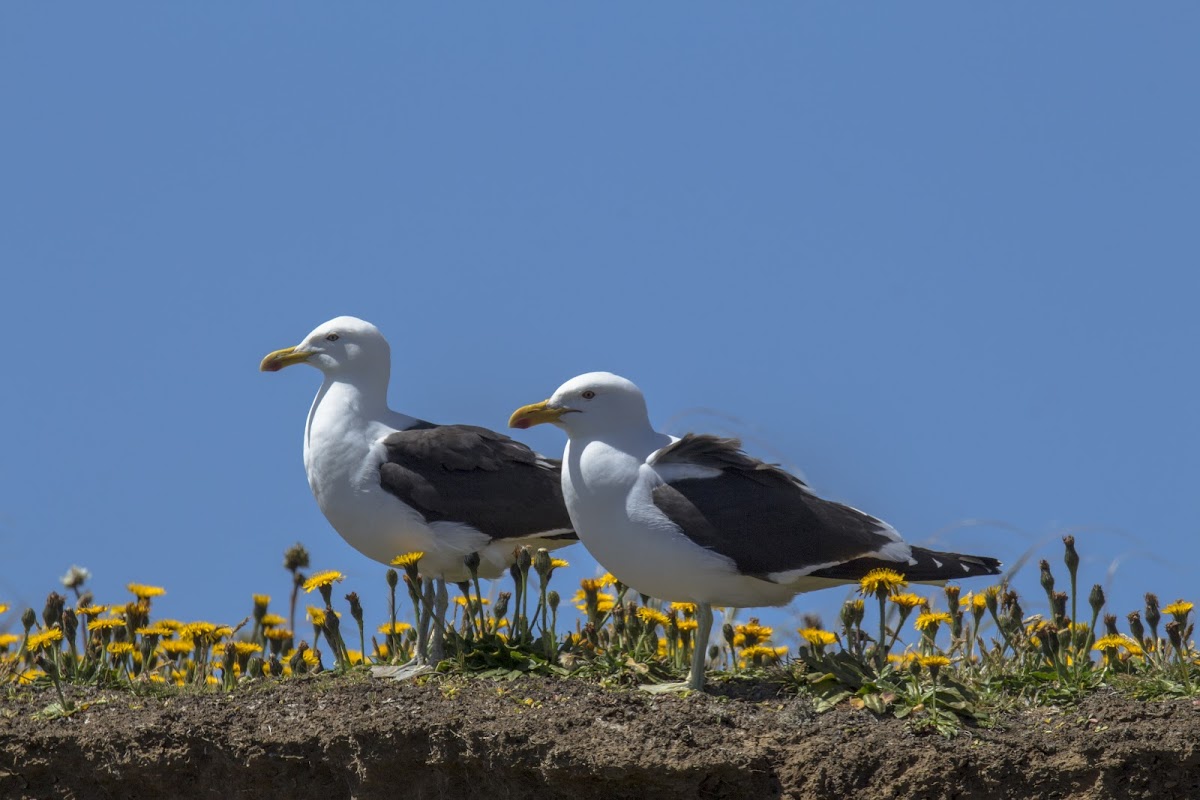 Gaviota Dominicana