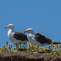 Gaviota Dominicana