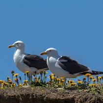 Shorebirds of the World