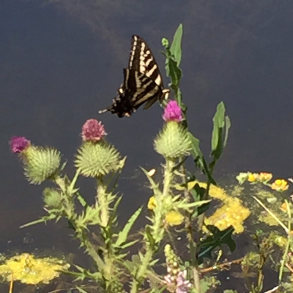 Western Tiger Swallowtail