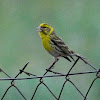 European Serin; Verdecillo