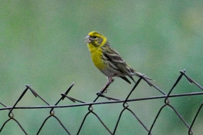 European Serin; Verdecillo