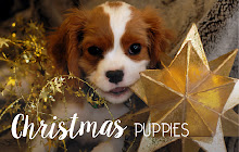 Christmas Puppies - Dog & Puppy HD Wallpapers small promo image