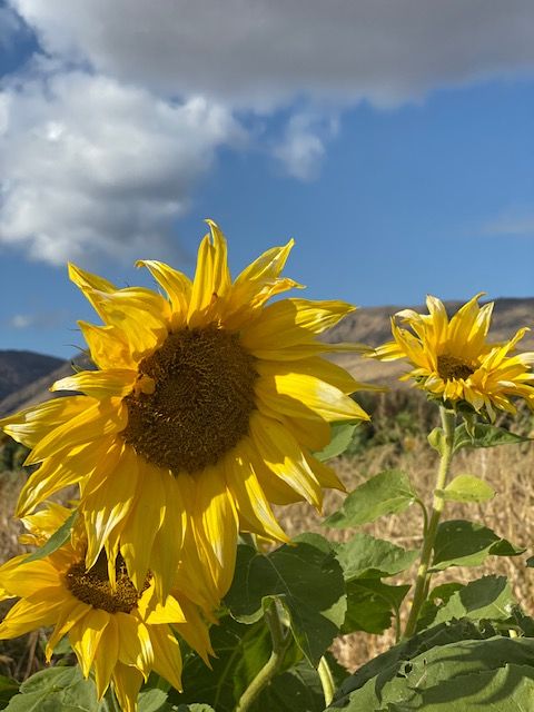 Fall bucket list- picking sunflowers