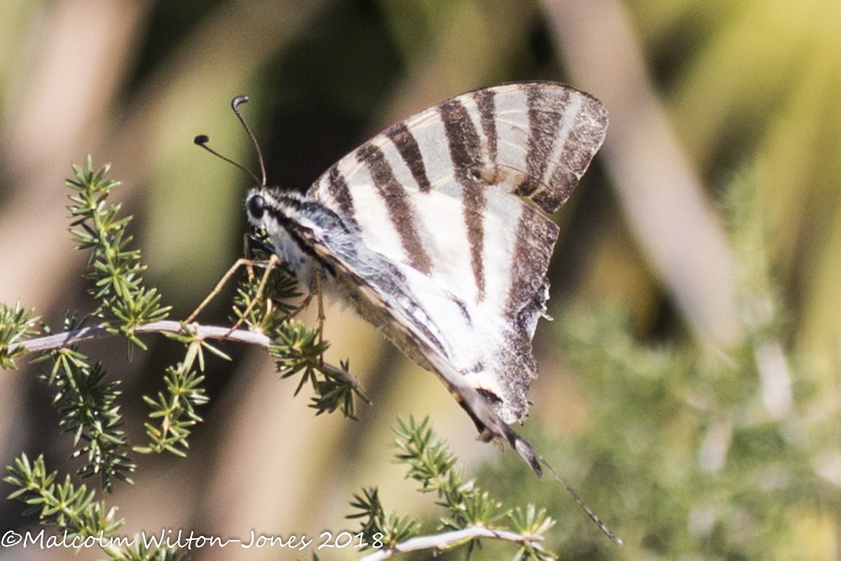 Southern Scarce Swallowtail