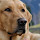 Labrador Retriever Wallpapers and New Tab