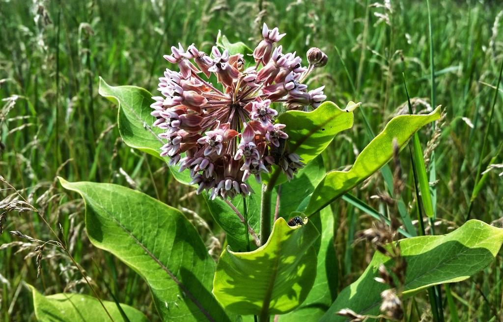 Common Milkweed