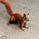 Red Squirrel