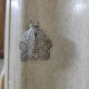 Lobster Moth