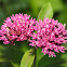 Purple milkweed