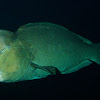 Bumphead Parrotfish