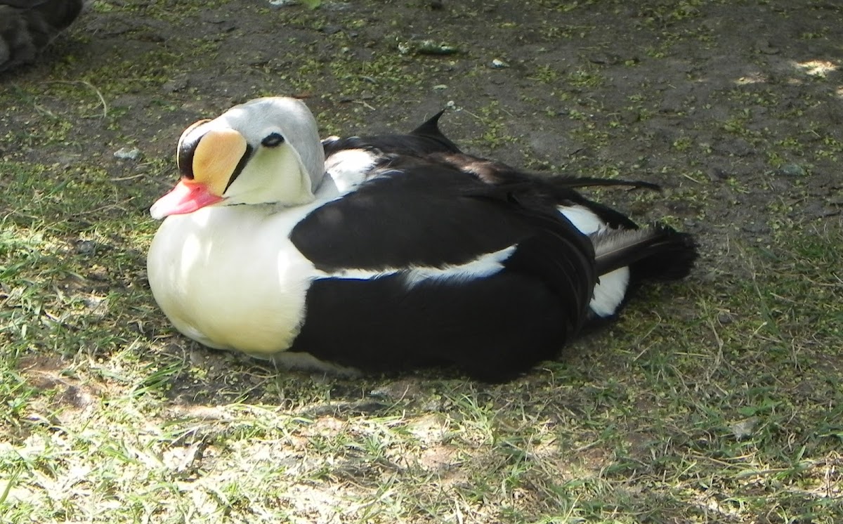 King Eider