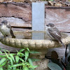 Grey Butcherbird babies