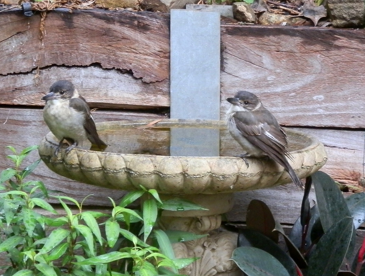 Grey Butcherbird babies