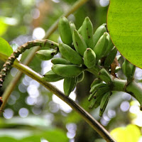 Borneo, un miraggio nella jungla di 