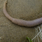 Peanut worm