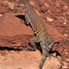 Greater Earless Lizard