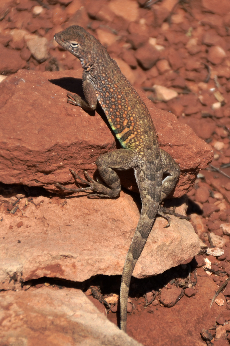 Greater Earless Lizard