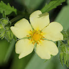 Sulphur Cinquefoil