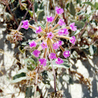 Desert Sand Verbena