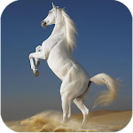 Cover Image of Télécharger Horses HD images 1.2 APK