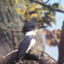 Belted Kingfisher