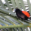 Scarlet rumped Tanager