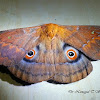 Lola Emperor Moth