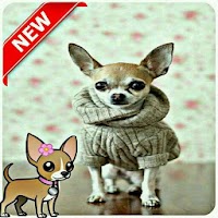 チワワ背景かわいい壁紙犬 Androidアプリ Applion