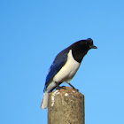 Curl-crested Jay