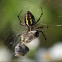 Banded Garden Spider