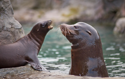 Two sea lions small promo image
