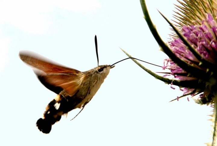 Rifornimento in volo di rafiki