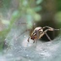 Grass Spider