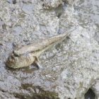 Mudskipper