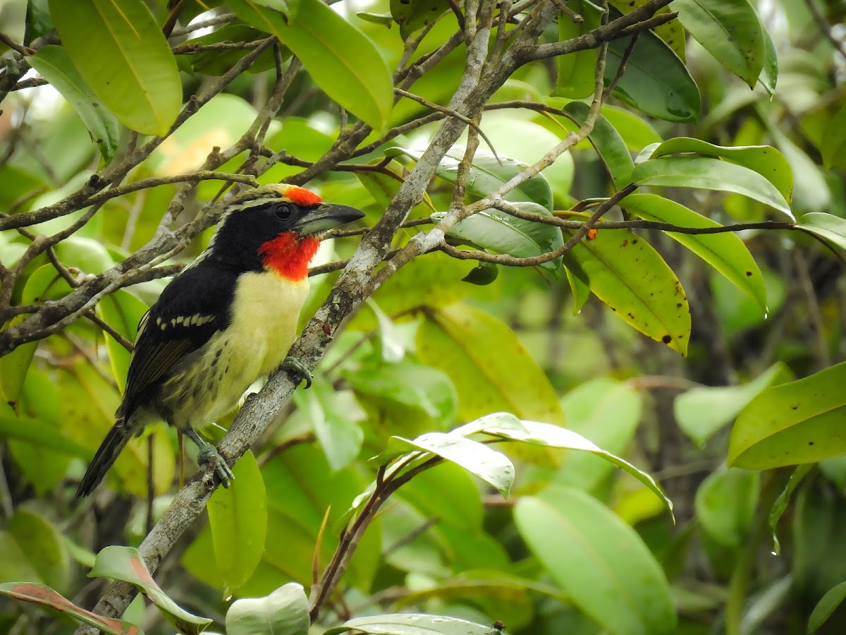 Black-spotted Barbet