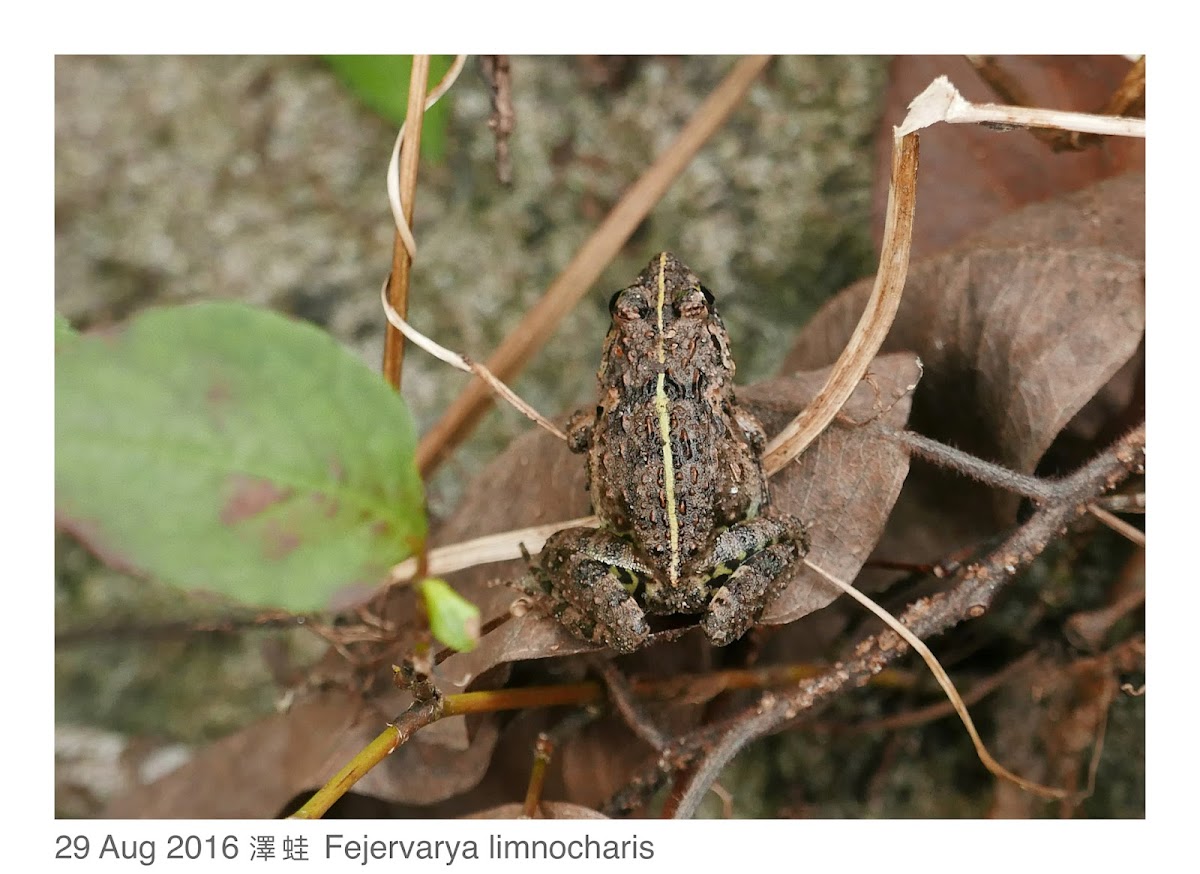 Fejervarya limnocharis 澤蛙