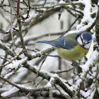 Blue Tit