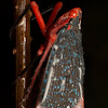 Fulgorid Planthopper