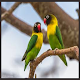 Download Kicau Lovebird Super Gacor For PC Windows and Mac 1.0