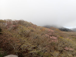 きのこ岩近くのアカヤシオ